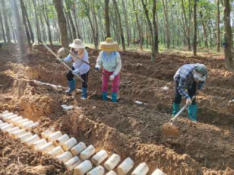 Tiger milk mushroom: Betel nut understory planting in Hainan’s Lemushan