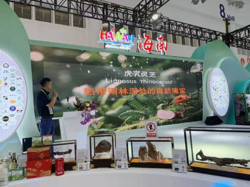 Why Hu Ru Ling Zhi is Hainan’s “local specialty”?