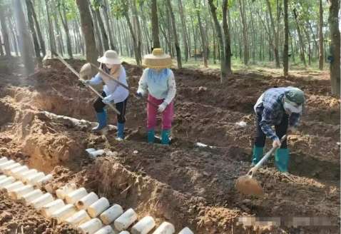 Tiger milk mushroom cultivation in Wenchang Hainan China