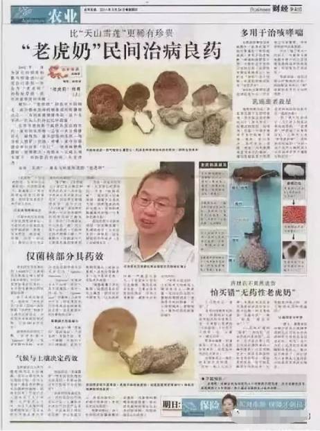 Is Tiger milk mushroom good for lungs?