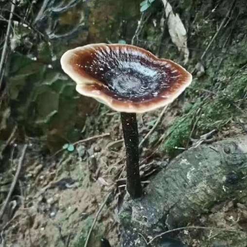 Tiger milk mushroom vs lingzhi difference
