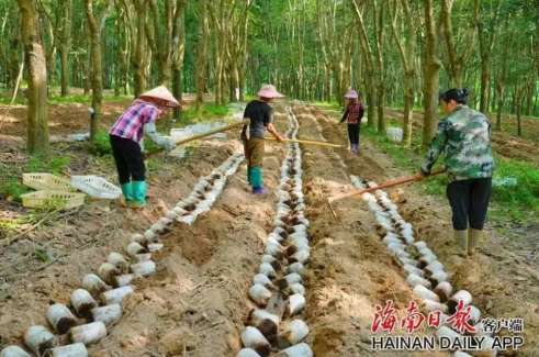 Lignosus rhinocerus growth in chinese forest-based economy
