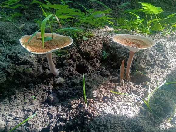 Health benefit of Tiger milk mushrooms(Lignosus rhinocerus)虎乳靈功效