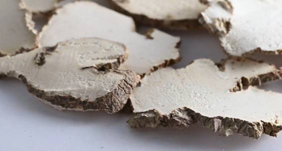 Tiger milk mushroom safe for kids，is morel mushrooms safe to eat?