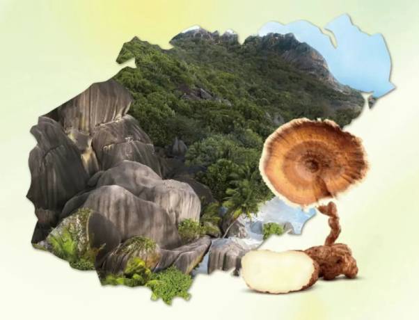 Where Does Tiger Milk Mushroom Grow? Unveiling the Growth Habitat of Hainan Tiger Milk Reishi