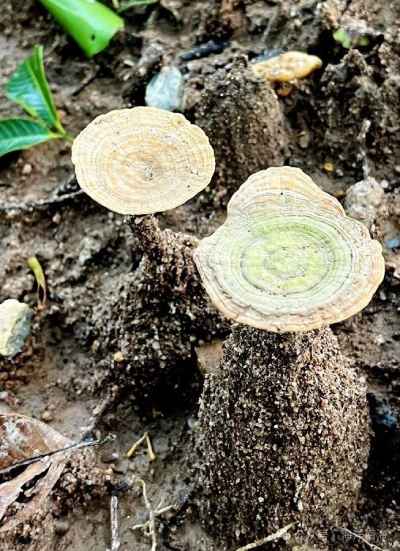 Tiger Milk Mushroom Hainan Free Trade Port special meeting