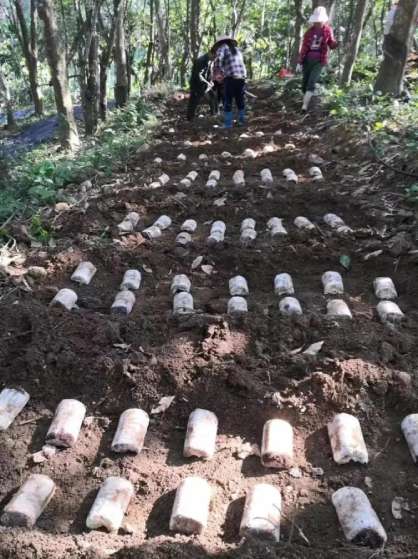Mushroom farmers are growing tiger milk mushroon lucidum.