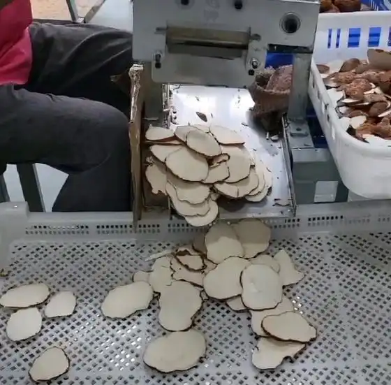 Staff processing tiger milk mushroom slices