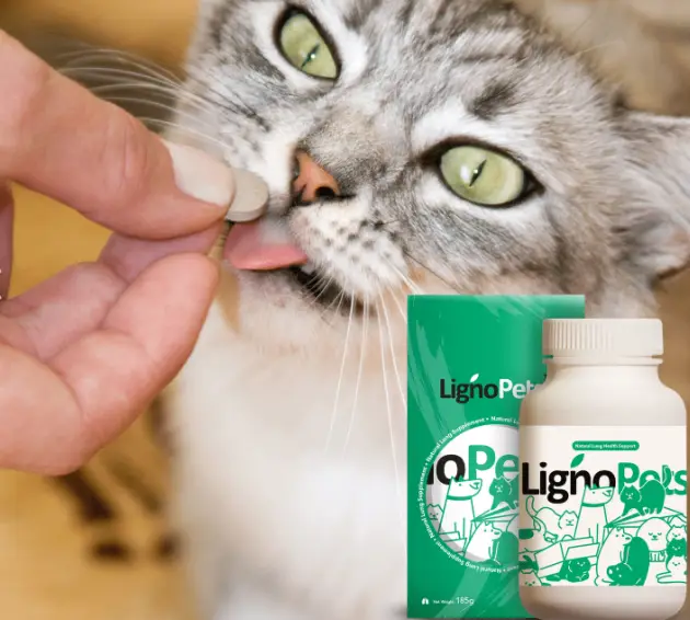 lignosus pets for cats