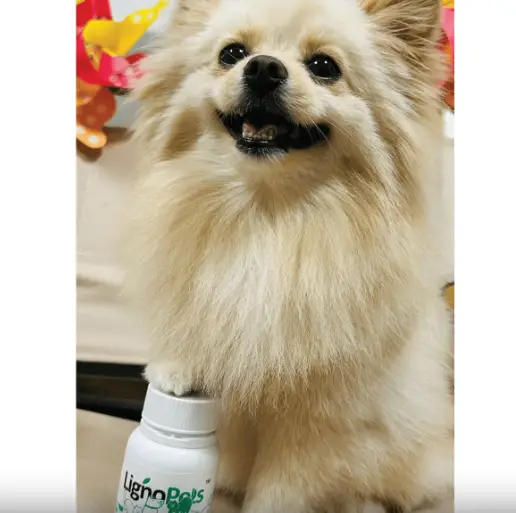 Lignosus Tiger Milk Mushroom for Dogs