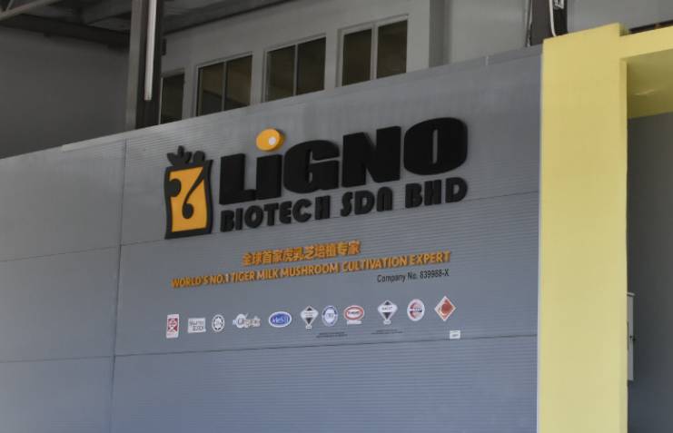 LiGNO TM02 tiger milk mushroom LiGNO Biotech Sdn Bhd Story & Reviews