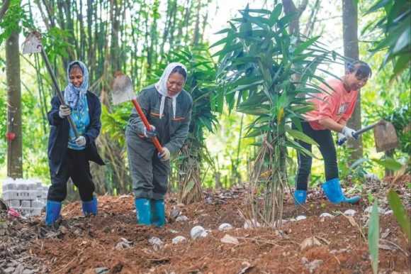 Farmers are planting tiger milk mushroom bags.
