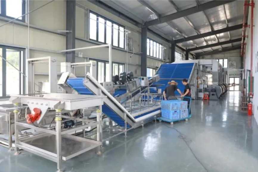 Tiger Milk Mushroom Production Line Workshop