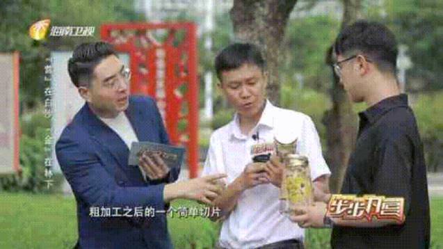 介绍海南虎乳灵芝
