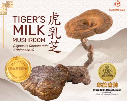 tiger milk mushroom