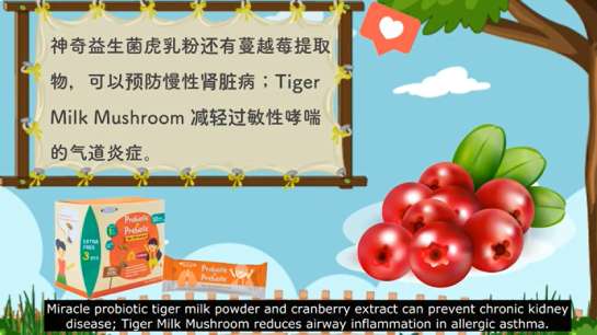 MHP-MIRACLE Tiger Milk Mushroom OEM Factory Product