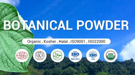 Vigorous Tiger Milk Mushroom Extract OEM