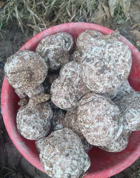 虎乳靈芝種植菌核