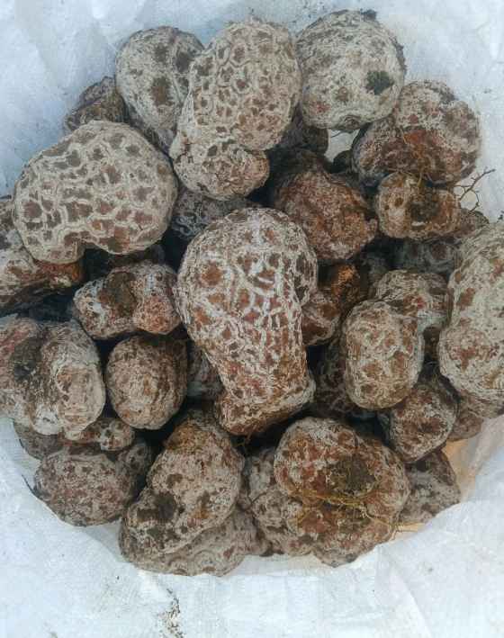 Chinese tiger milk mushroom cultivation Organic Sclerotia
