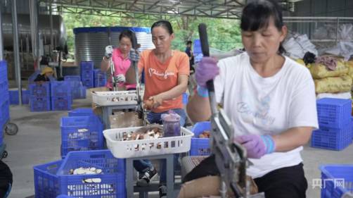 虎乳芝原材料供應村民在加工車間切片（央廣網記者付美斌攝）