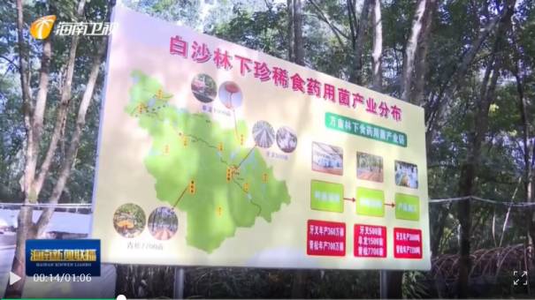 虎乳靈芝產地 積極開發林下空間