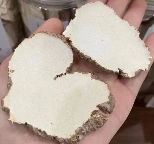 虎乳靈芝切片