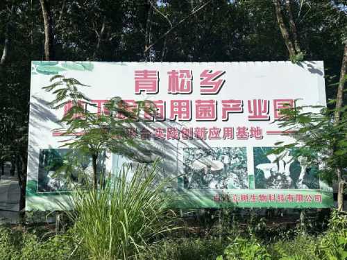 青松鄉林下食藥用菌產業園