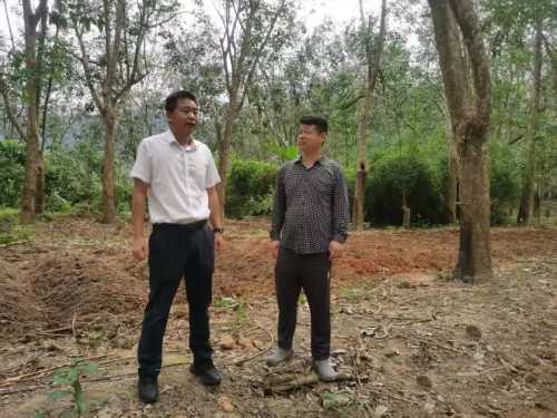 天涯區副區長王學良調研虎乳靈芝種植情况