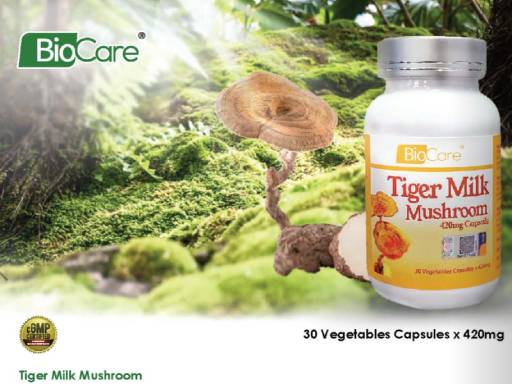 BioCare Tiger Milk Mushroom