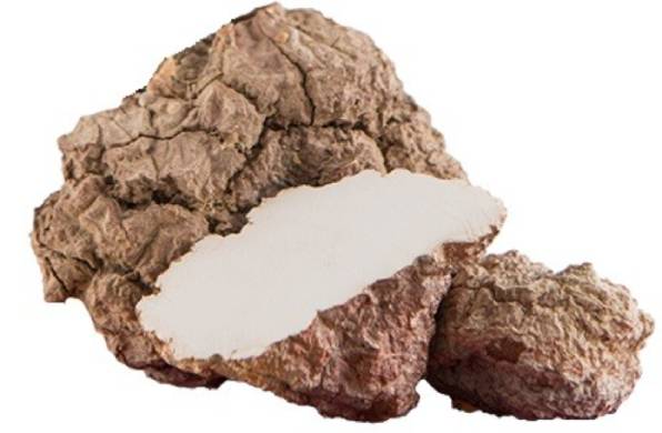 Nutra Choice Tiger Milk Mushroom ingredients