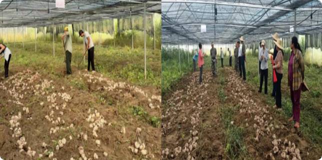 Tiger's Milk Mushroom NaBai Cultivation Base
