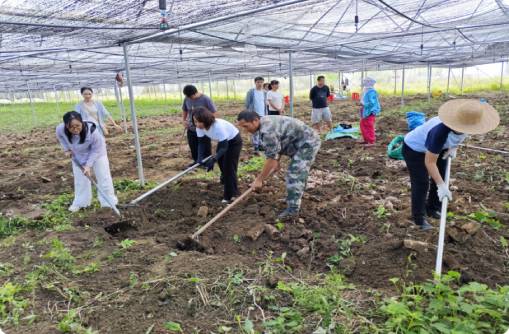 Harvesting at the Tiger's Milk Mushroom NaBai Cultivation Base