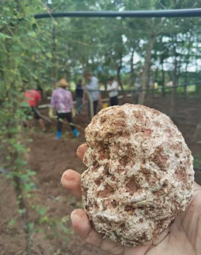 採收種植的天涯貢此時產品虎乳靈芝