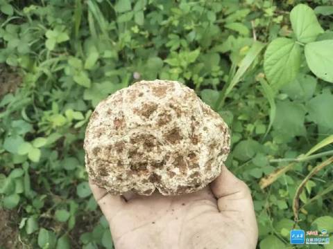 三亚天涯区首批試種的2畝林下虎乳靈芝順利採收