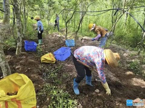海南三亞虎乳靈芝採摘