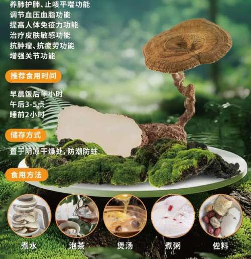 虎乳芝功效之“五臟”調理攻略
