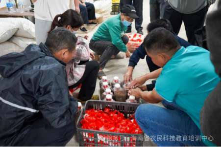 虎乳芝栽培培训-菌包制作