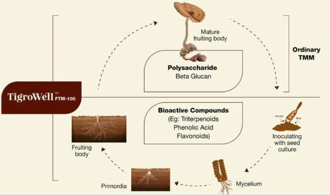 TigroWell FTM-100 tiger milk mushroom 