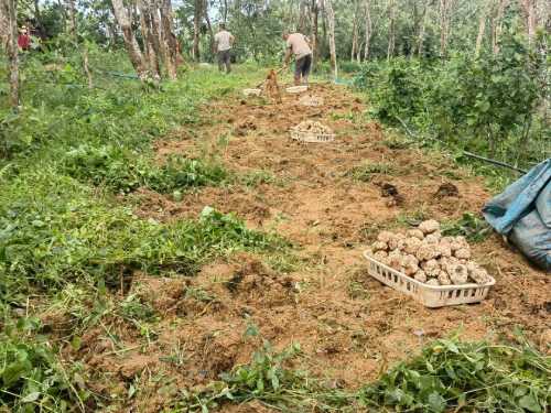 Where do tiger milk mushrooms grow?