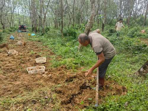 Where do tiger milk mushrooms grow? IN LingShui