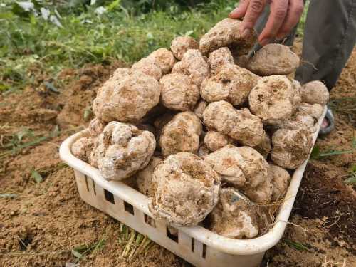 tiger milk mushrooms grow