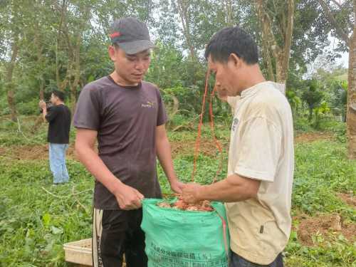 Where do tiger milk mushrooms grow? Under Forest