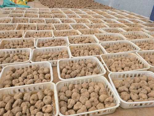 tiger milk mushrooms grow Sustainable Future Prospects