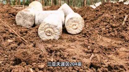 三亞虎乳靈芝種植204畝