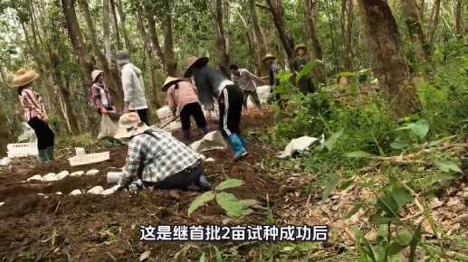 三亞虎乳靈芝種植 3