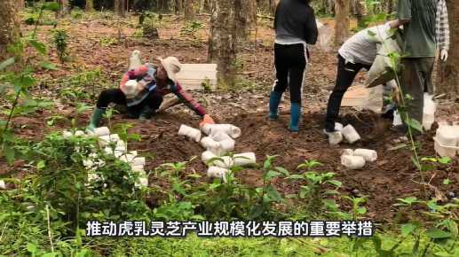 三亞虎乳靈芝種植 4