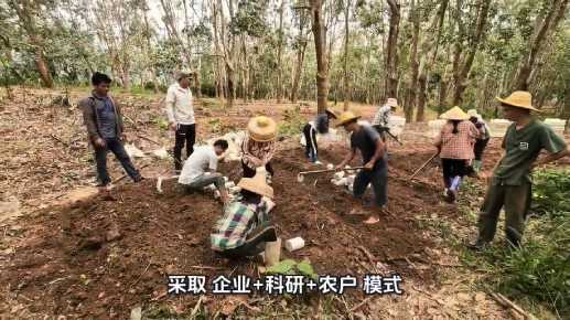 採取“企業+科研+農戶”模式