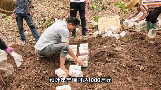年產值可達1000萬元