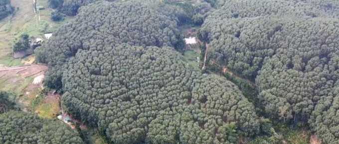 五指山虎乳靈芝種植