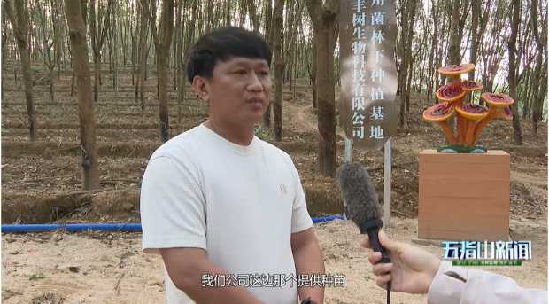 五指山虎乳靈芝產業